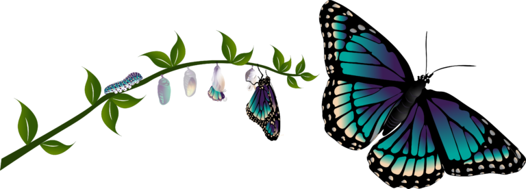Stages of a butterfly from caterpillar to butterfly